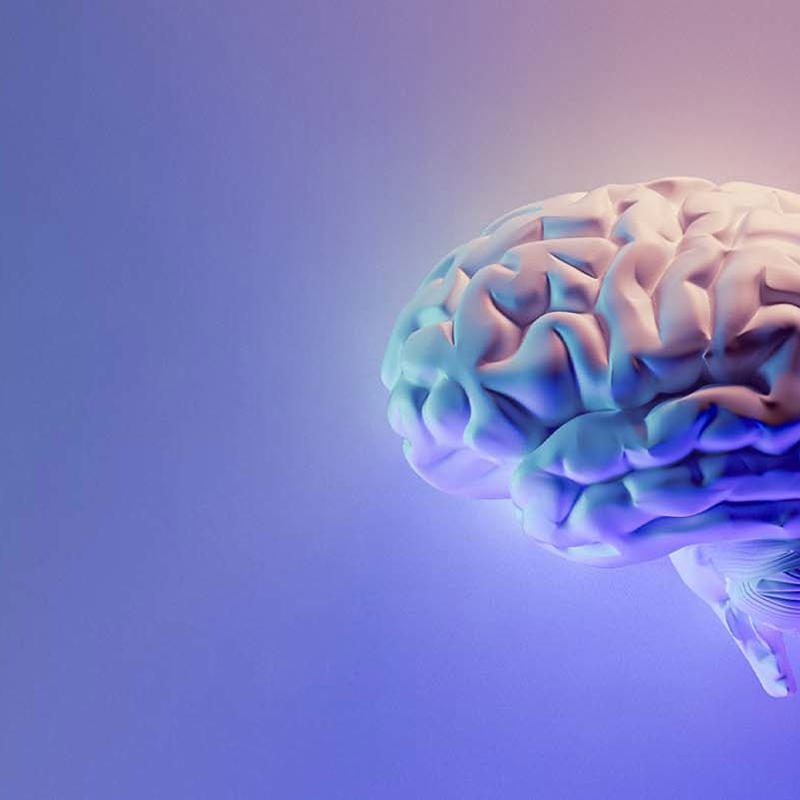 Bigbrain